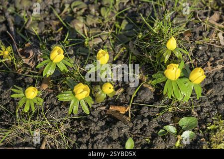 Aconite jaune fleurie d'hiver (Eranthis hyemalis) Banque D'Images