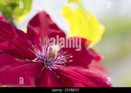 Fleur rouge foncé de clématite, Allemagne, Europe Banque D'Images