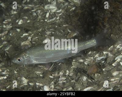 Un chou, Alet (Leuciscus cephalus) reposant sur un fond de coquilles de gravier et de moules, site de plongée de Terlinden, Kuesnacht, lac de Zurich, canton de Zurich, commutateur Banque D'Images