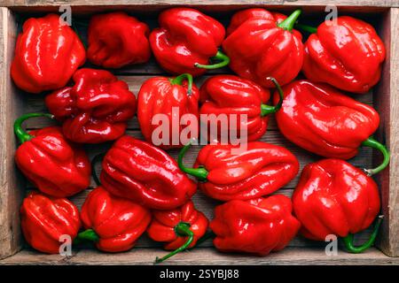 Boîte en bois remplie de poivrons habanero rouges mûrs (capsicum chinense) gros plan. Poivrons mexicains très chauds Banque D'Images