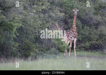 Girafe du Sud en face de la forêt de galerie (Giraffa giraffa) réserve privée de gibier Qwabi, réserve de biosphère, Limpopo, Afrique du Sud, Afrique Banque D'Images