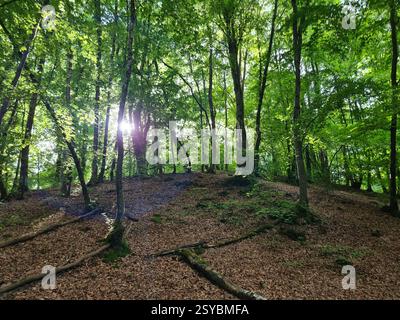 La lumière du soleil filtrant à travers des arbres verdoyants dans une forêt sereine. Banque D'Images