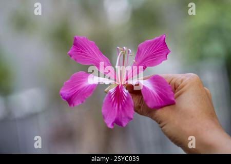 Vue rapprochée de la main tenant l'arbre d'orchidée rose Banque D'Images