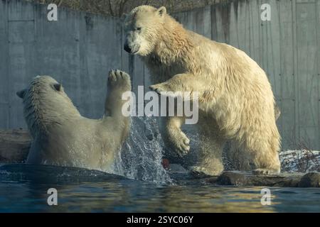 Deux oursons polaires jouant ensemble sur la piscine du zoo Banque D'Images