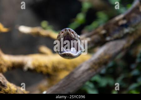 Serpent python réticulé (Malayopython reticulatus) parfois connu sous le nom de Python Royal ou Python Ball. Photo de tête de python réticulée en pleine face Banque D'Images