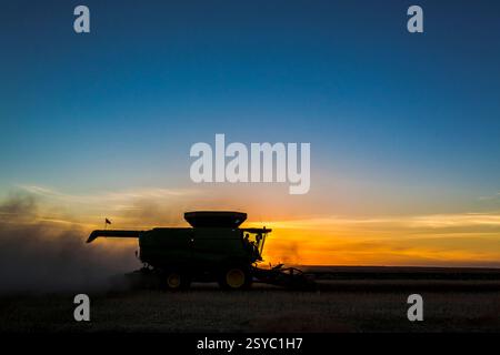 La moissonneuse-batteuse verte circule dans un champ. Le ciel est bleu et le soleil se couche Banque D'Images