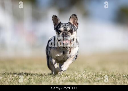 Merle French Bulldog Frenchie Running Lure course Sprint Dog Sport Banque D'Images