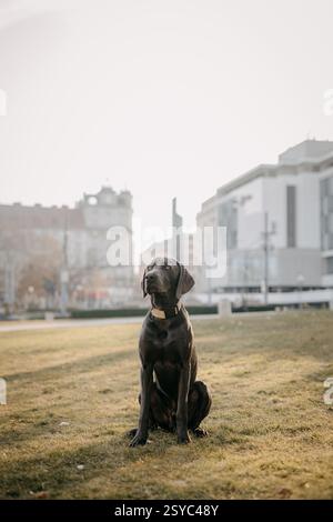Chien gris Weimaraner à poil court avec oreilles souples assis à l'intérieur Banque D'Images