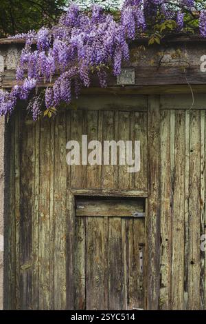 Wisteria poussant sur une vieille porte en bois Banque D'Images