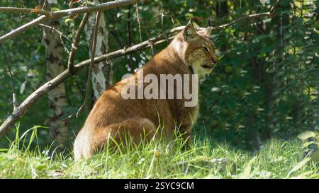 Lynx eurasien reposant sous les arbres dans un cadre de forêt naturelle Banque D'Images Lynx eurasien reposant sous les arbres dans un cadre de forêt naturelle Banque D'Images
