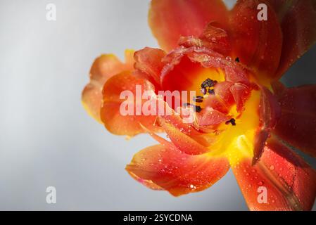 Tête de fleur d'une tulipe rouge orange avec des gouttes d'eau sur les pétales et des étamines de pollen noir sur un fond gris avec espace copie, foyer sélectionné, na Banque D'Images