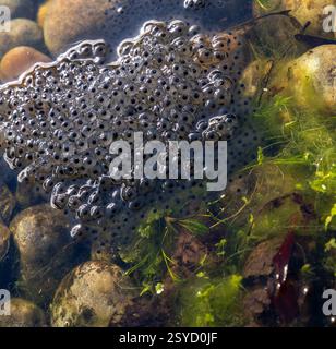 Grappe de fraye de grenouilles flottant près des rochers et des algues dans un étang d'eau douce Banque D'Images