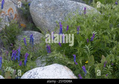 Vogel-Wicke, Vogelwicke, M. Wicke, Vicia cracca, vesce jargeau, vache, vesce vesce vesce bleu, oiseau, boréale, la vesce vesce craque Banque D'Images