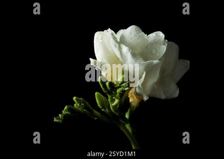 Délicate freesia de fleur blanche avec des gouttes d'eau sur les pétales, illuminé par une lumière douce. L'arrière-plan sombre souligne les détails, créant une atmosphère Banque D'Images