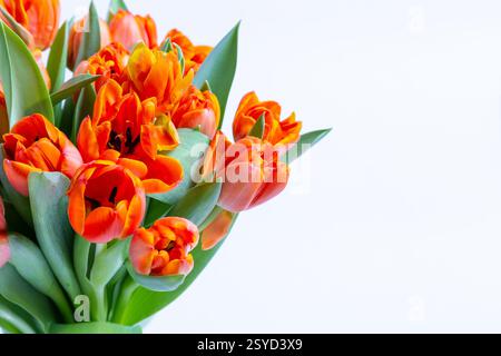 Bouquet de tulipes rouge-jaune sur fond blanc. Gros plan, mise au point sélective. Banque D'Images