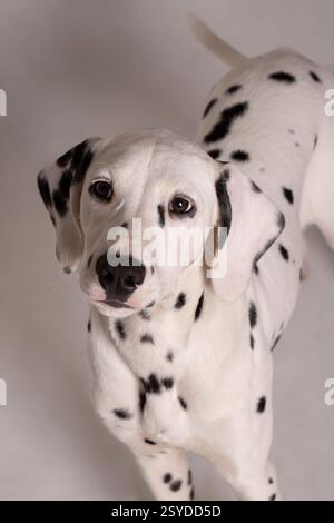 Jeune portrait de studio de chien dalmatien Banque D'Images