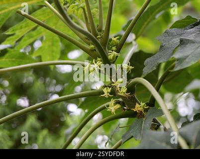 Papaye femelle, Papaw ou Pawpaw fleurs, Carica papaya, Caricaceae. Mexique méridional et Amérique centrale. Un petit arbre, cultivé dans de nombreux pays. Banque D'Images