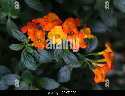 Marmelade Bush ou Fire Bush, Streptosolen jamesonii, Solanaceae. Colombie, Venezuela, Équateur et Pérou, Amérique du Sud. Streptosolen est un GE monotypique Banque D'Images
