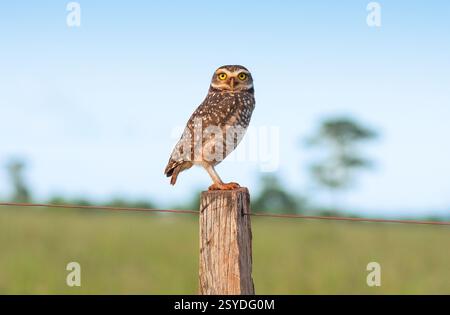 Brésil, Mato Grosso, le hibou des terriers (Athene cunicularia), aussi appelé le choque, est un petit, à longues pattes, principalement terrestre, originaire de la nature Banque D'Images