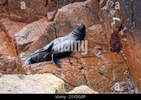 Otaria flavescens Habitat sur les îles Ballestas à Paracas Pérou Banque D'Images