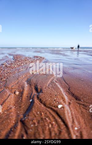 Promenade de chien sur la plage de Preston Sands à Paignton sur la Riviera anglaise dans le Devon, Royaume-Uni Banque D'Images