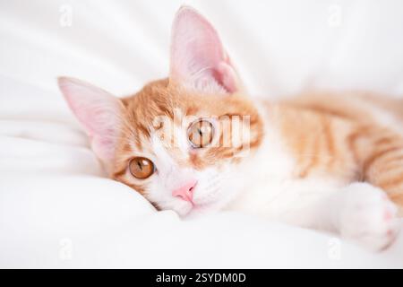 mignon chaton rouge et blanc repose sur une couverture blanche. Banque D'Images