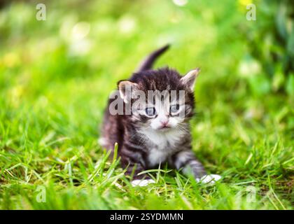 Petit chaton drôle aux yeux bleus, âgé de deux semaines, marchant dans l'herbe et regardant la caméra. (Felis catus) concept de ferme naturelle. Banque D'Images