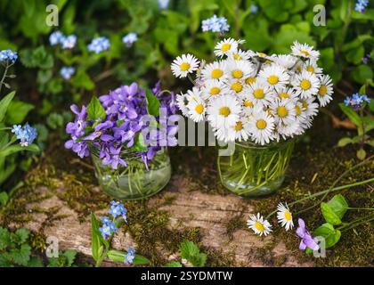 Beau bouquet de fleurs de marguerite de pelouse (Bellis perennis) et de violette douce (Viola odorata) dans des verres en pot dans le jardin du chalet. Banque D'Images
