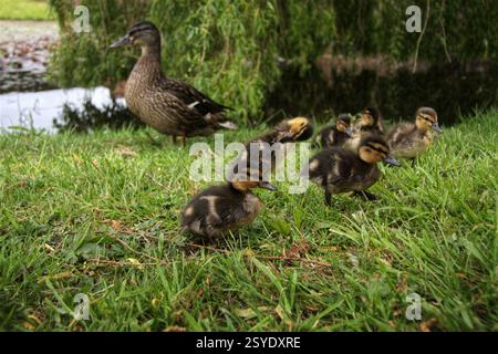 Canetons explorant le banc herbeux près du canard mère Banque D'Images