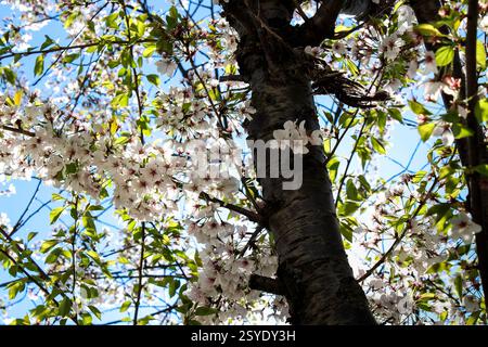 La lumière du soleil filtre à travers les délicates fleurs de cerisier, mettant en évidence leurs pétales mous sur un ciel bleu vif, le printemps en pleine floraison Banque D'Images