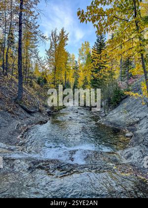 Un petit ruisseau forestier coule à travers une vallée boisée avec du feuillage d'automne. Les feuilles dorées contrastent avec les arbres à feuilles persistantes sous un ciel bleu, créant une mer Banque D'Images