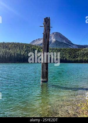 Un tronc d'arbre altéré se dresse au milieu d'un lac turquoise, entouré d'une forêt dense à feuilles persistantes et de montagnes imposantes sous un ciel bleu clair. Banque D'Images
