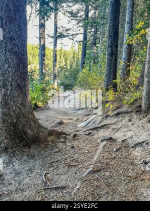 Un sentier de randonnée accidenté serpente à travers une forêt dense, entourée de grands arbres et de racines exposées. La lumière du soleil filtre à travers le feuillage, coulant Sha Banque D'Images