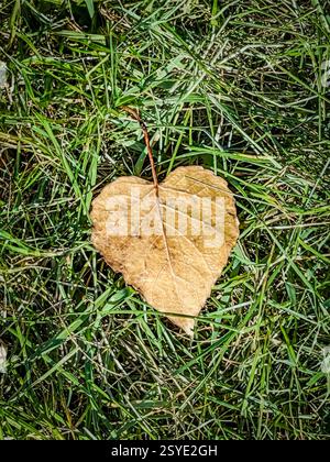 Une seule feuille sèche en forme de cœur repose sur une herbe verte éclatante. La texture détaillée de la feuille contraste avec les brins d'herbe fraîche, symbolisant les mers Banque D'Images