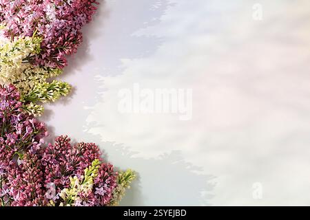 Belles branches de lilas florissantes printanières sur fond ensoleillé. Arrangement floral abstrait et bannière pour l'écran, nature morte avec place pour le texte, Flora Banque D'Images
