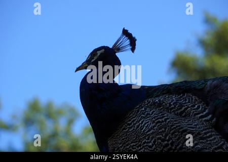 Portrait rapproché de la tête d'un majestueux paon mâle en profil latéral, capturé à Pfaueninsel (île du paon), Berlin avec un arrière-plan silencieux Banque D'Images