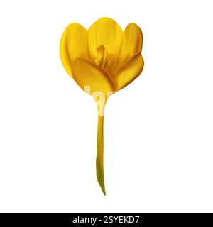 Merveilleux crocus de Pâques jaune violet. Illustration numérique aquarelle, objet isolé d'un grand ensemble Banque D'Images