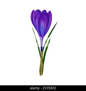Merveilleux crocus de Pâques violet. Illustration numérique aquarelle, objet isolé d'un grand ensemble Banque D'Images