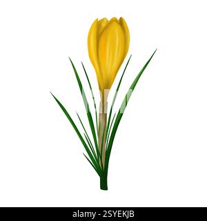 Merveilleux crocus de Pâques jaune. Illustration numérique aquarelle, objet isolé d'un grand ensemble Banque D'Images