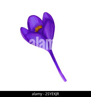 Merveilleux crocus de Pâques violet. Illustration numérique aquarelle, objet isolé d'un grand ensemble Banque D'Images