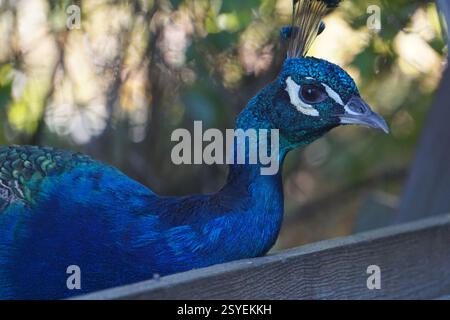 Gros plan d'un beau paon mâle avec des plumes bleues vives colorées cueillant des grains dans une mangeoire avec son bec sur Pfaueninsel, Berlin. Banque D'Images