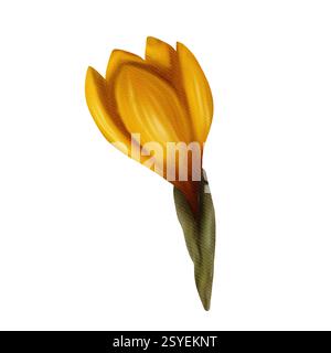 Merveilleux crocus de Pâques jaune. Illustration numérique aquarelle, objet isolé d'un grand ensemble Banque D'Images