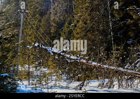 L'arbre sec abattu par le vent sur des lignes à haute tension amène les conducteurs près du sol, ce qui représente une menace d'électrocution importante, en particulier pour les animaux dans lesquels vivent les humains Banque D'Images