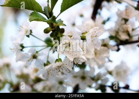 Arbres fleuris au printemps sur un fond flou, mise au point sélective, beau jardin et bonne récolte en été. Branches de prunes dans le jardin de printemps wi Banque D'Images