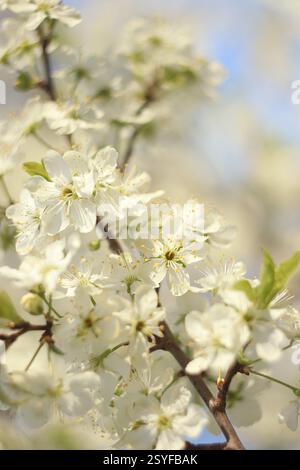 Arbres fleuris au printemps sur un fond flou, mise au point sélective, beau jardin et bonne récolte en été. Branches de prunes dans le jardin de printemps wi Banque D'Images