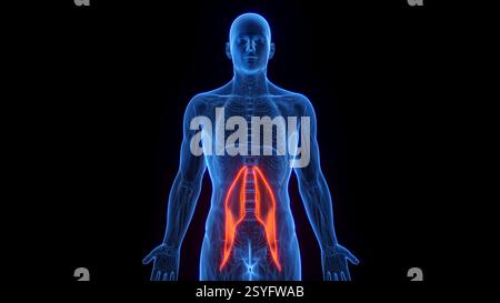Psoas major, illustration. Banque D'Images