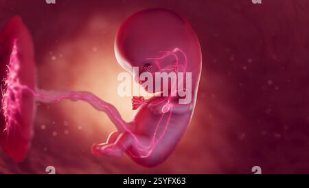 Système cardiovasculaire du foetus de 10 semaines, illustration. Banque D'Images