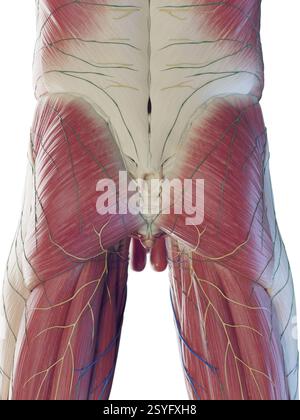 Muscles masculins du bas, illustration. Banque D'Images