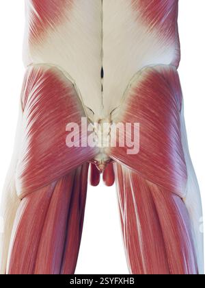 Muscles masculins du bas du corps, illustration. Banque D'Images
