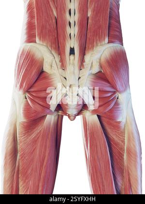 Muscles profonds du bas du corps, illustration. Banque D'Images